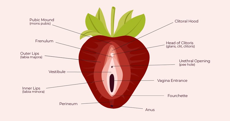 Bondara Sex Toy Blog - An anatomical drawing of a vulva. depicated as if it is a strawberry by The Cunniliguist – Alex B. Porter