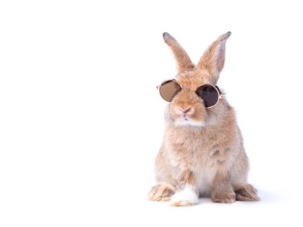 Happy Rabbit Day!